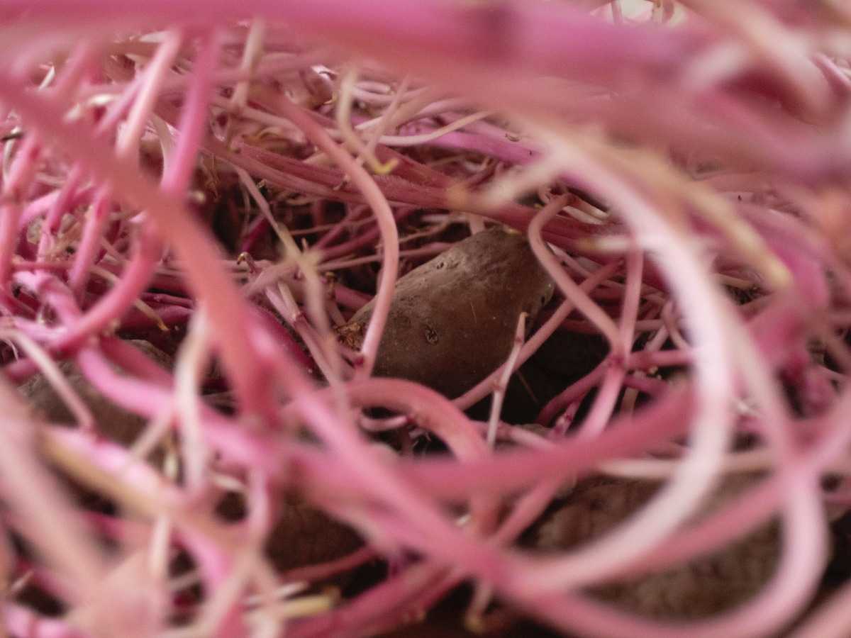 The Persistent Return